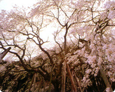 奥山田しだれ桜（おぎ乃より30分）